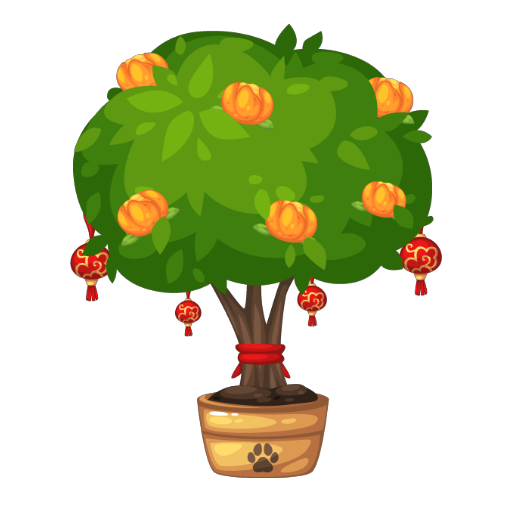 Chinese Tangerine Tree Bonsai