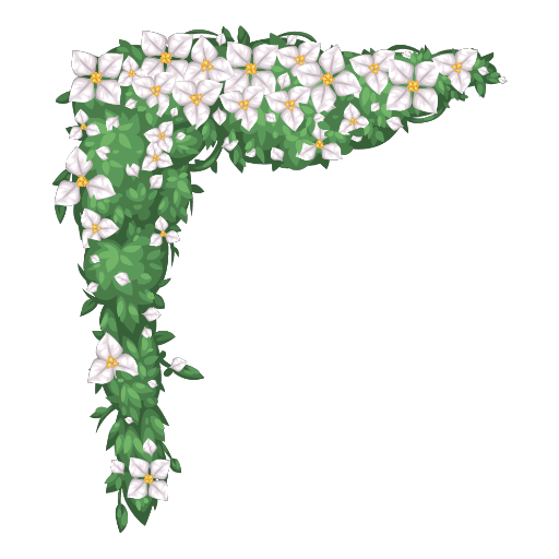 Mexican White Flower Wall Bush