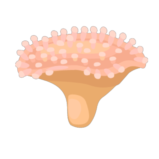 Orange Coral